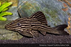 Panaque cf. nigrolineatus`aripuana` - Click for species data page